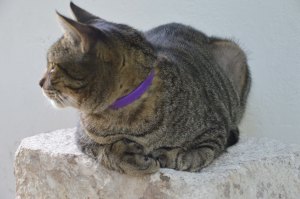 Hemmingway's house and museum is home to 40 - 50 polydactyl (six-toed) cats