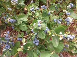 Blueberries definitely take me to my happy place!