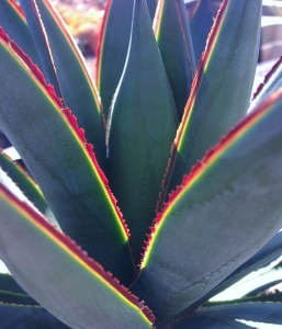 Agave 'Blue Glow' have watercolor-like striations and red-orange margins