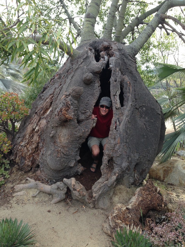 This was the trunk of a very strange tree.